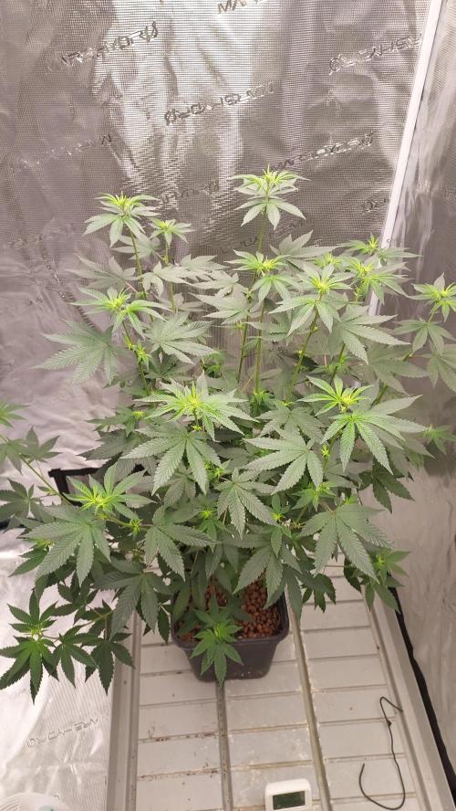 Girlscout cookies. Week 10