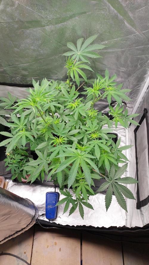 Sapphire Desire. Week 6