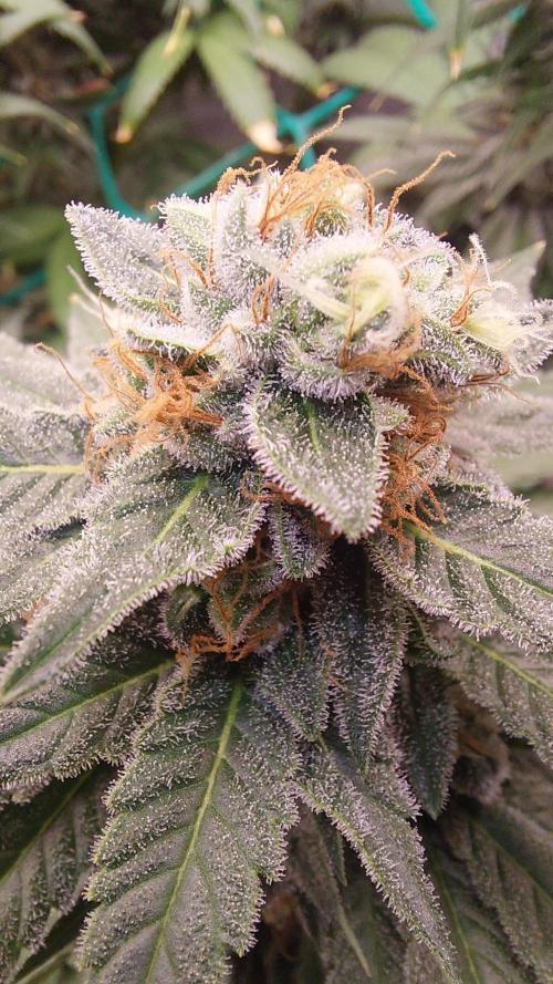 Second try, Gopher glue. Week 12