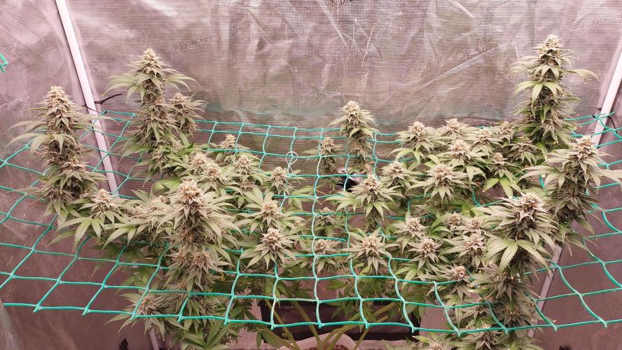 Second try, Gopher glue. Week 12