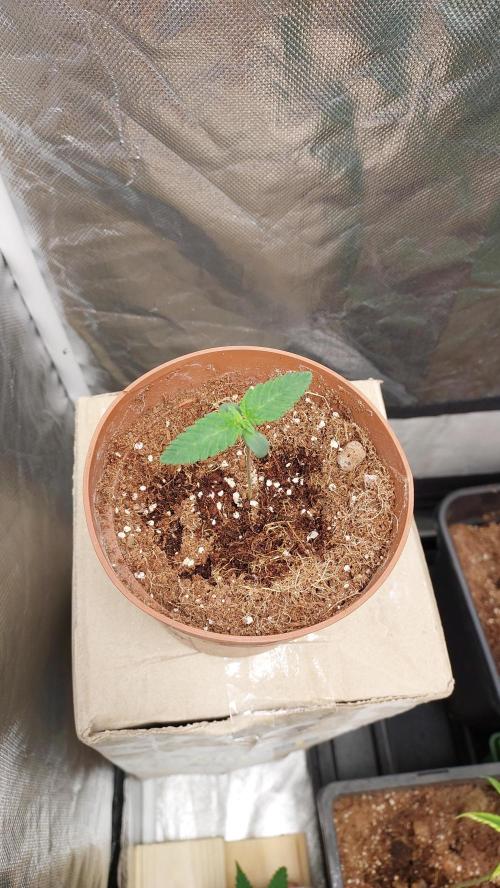 Red alien. Week 0