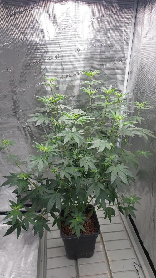 Girlscout cookies. Week 10