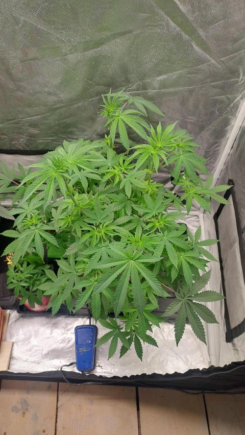Sapphire Desire. Week 6