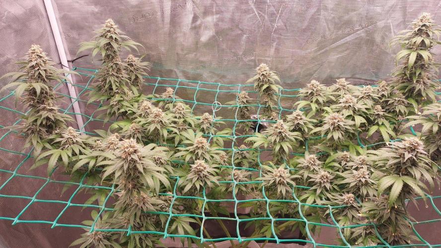 Second try, Gopher glue. Week 12