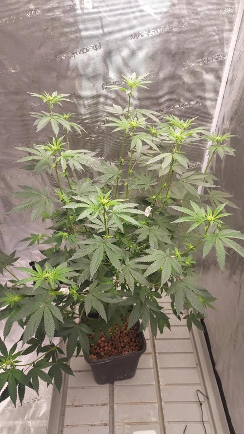Girlscout cookies. Week 10