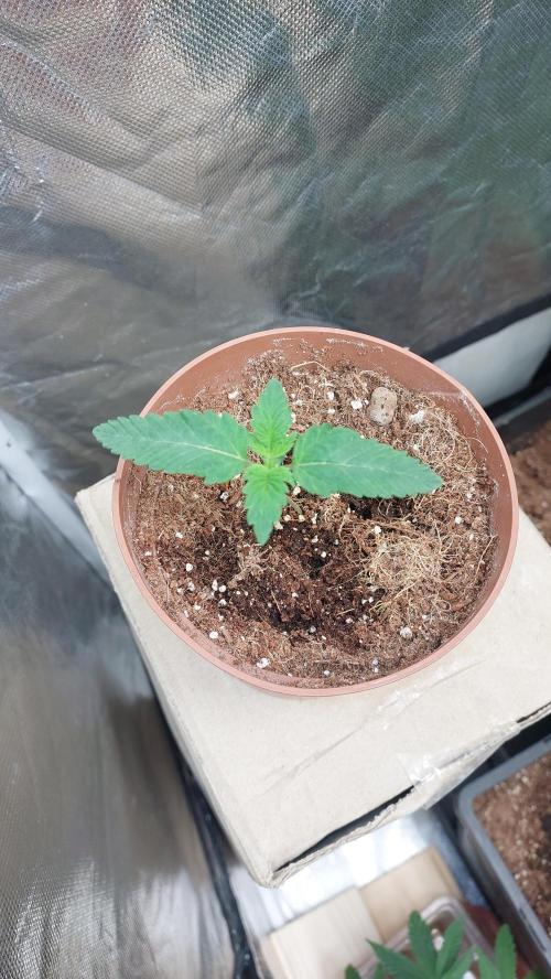 Red alien. Week 1