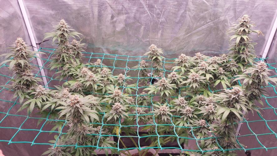 Second try, Gopher glue. Week 12