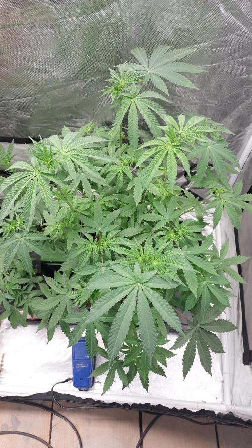 Sapphire Desire. Week 6