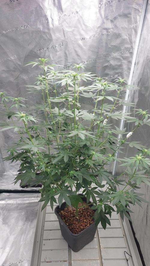 Girlscout cookies. Week 10