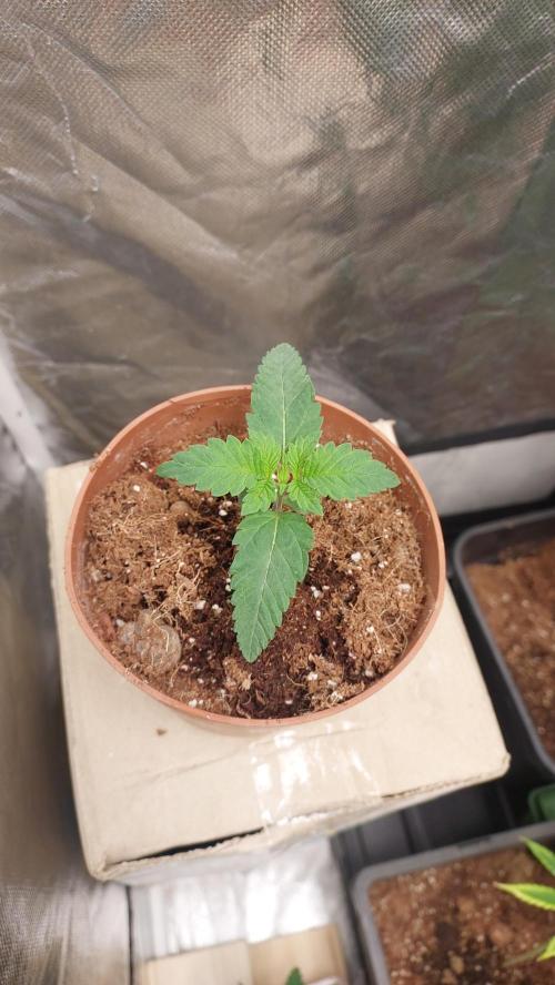 Red alien. Week 1