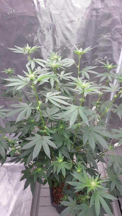 Girlscout cookies. Week 10