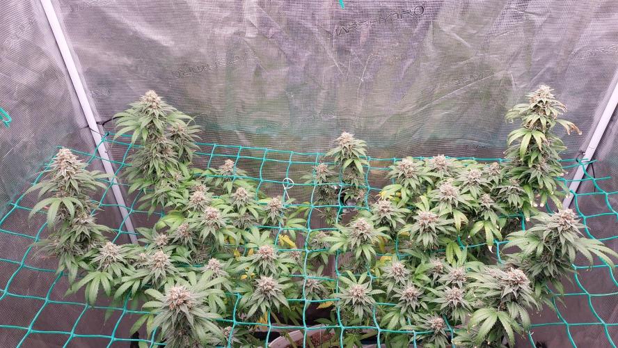 Second try, Gopher glue. Week 12