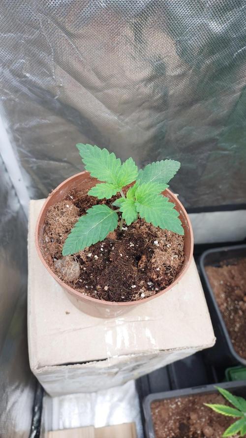Red alien. Week 1