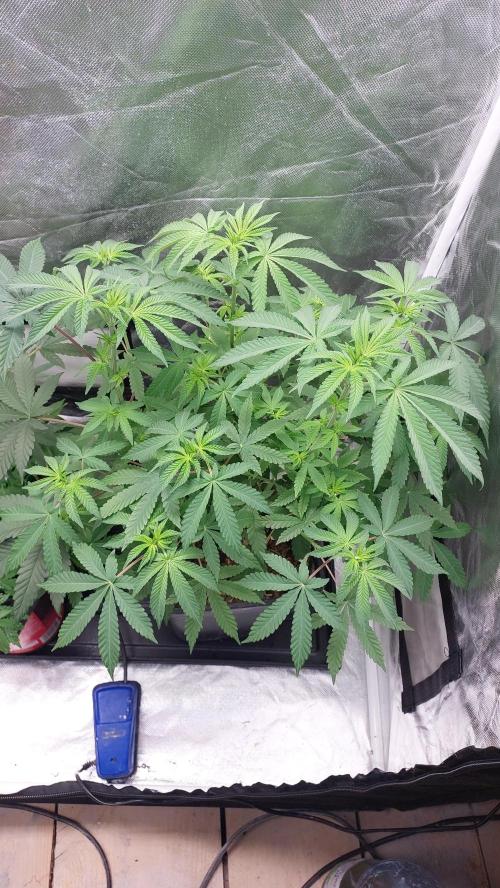 Sapphire Desire. Week 6