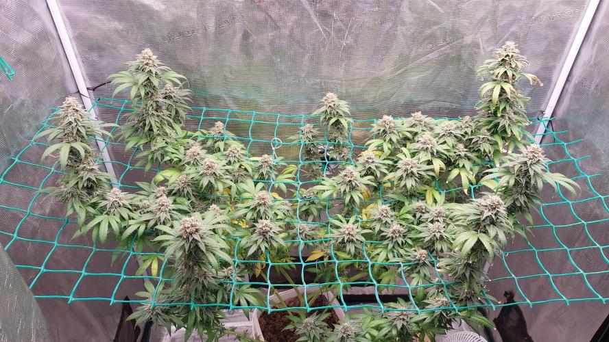 Second try, Gopher glue. Week 13