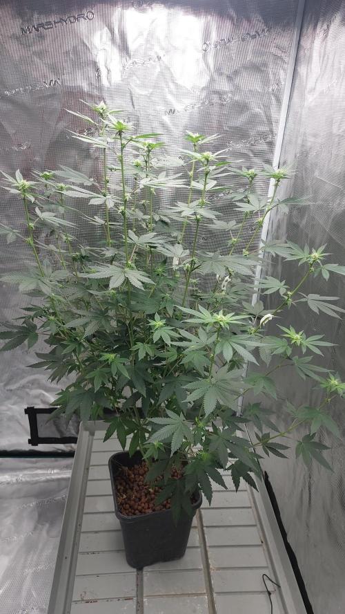 Girl Scout Cookies . Week 10