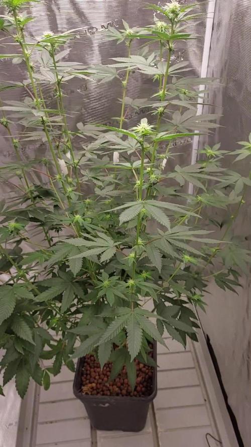 Girlscout cookies