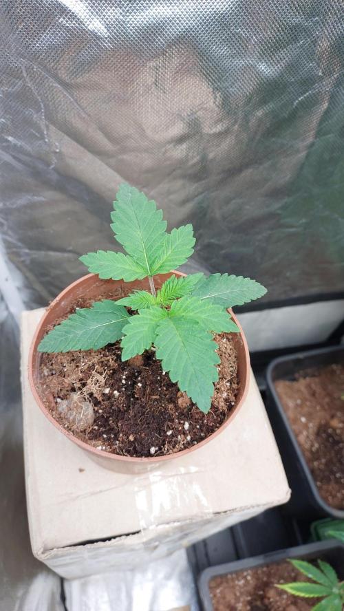 Red alien. Week 1
