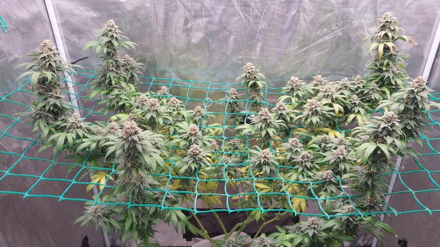 Second try, Gopher glue. Week 13