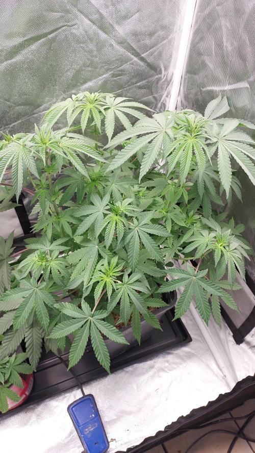 Sapphire Desire. Week 6
