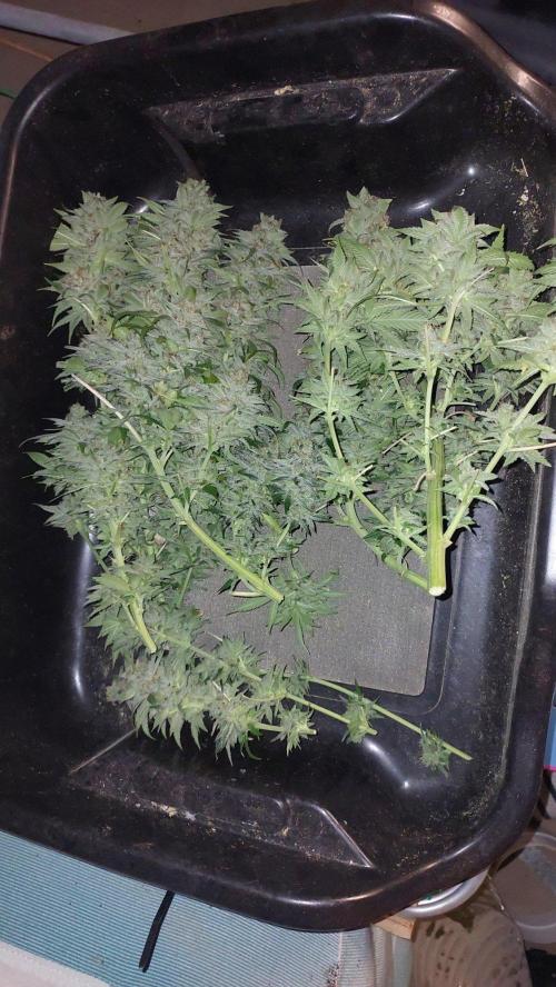 Second try, Gopher glue. Week 14