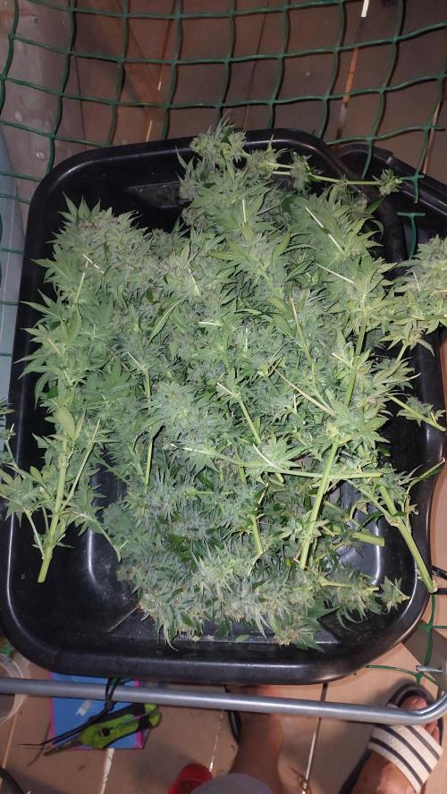 Second try, Gopher glue. Week 14