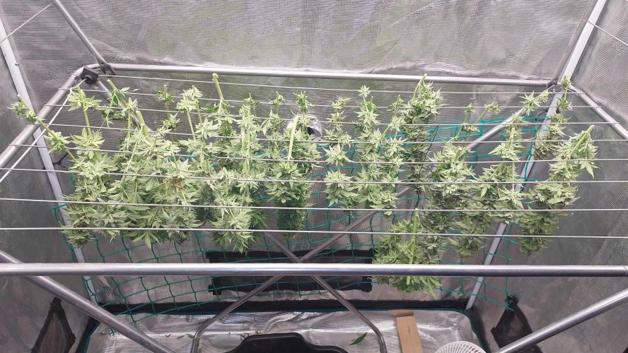 Second try, Gopher glue. Week 14