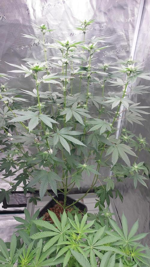 Girlscout cookies. Week 11