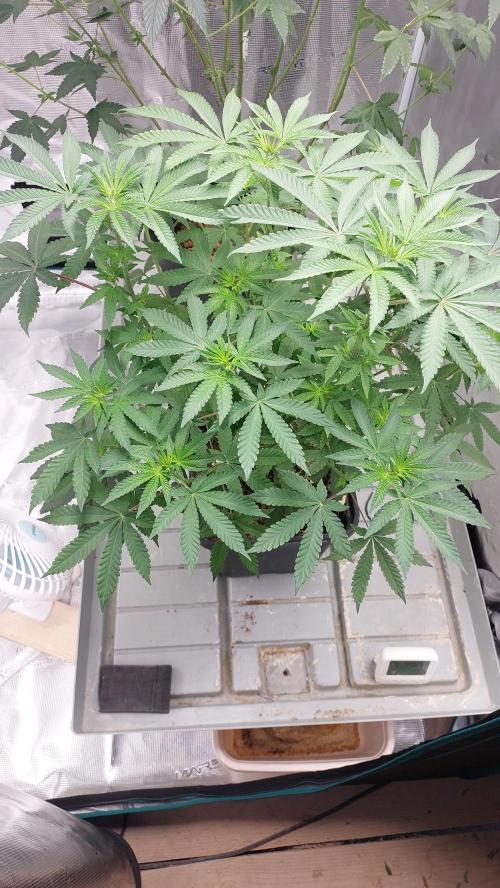 Sapphire desire. Week 7