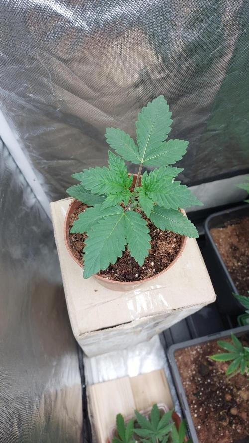Red alien. Week 1