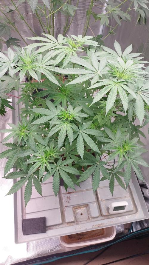 Sapphire desire. Week 7