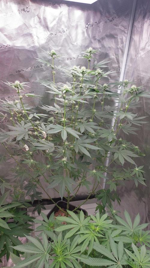 Girlscout cookies. Week 11