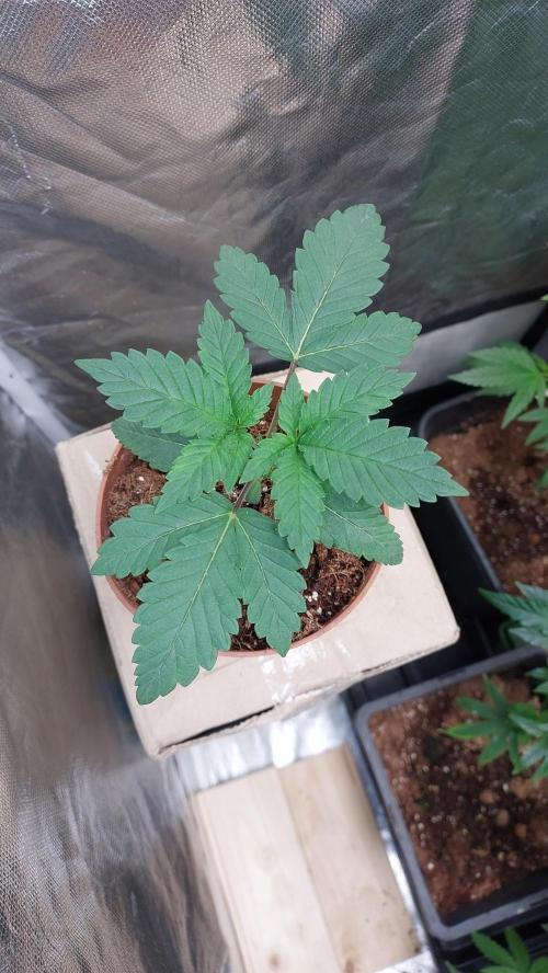 Red alien. Week 1
