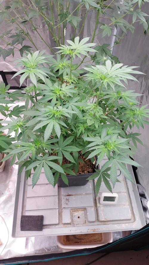 Sapphire desire. Week 7