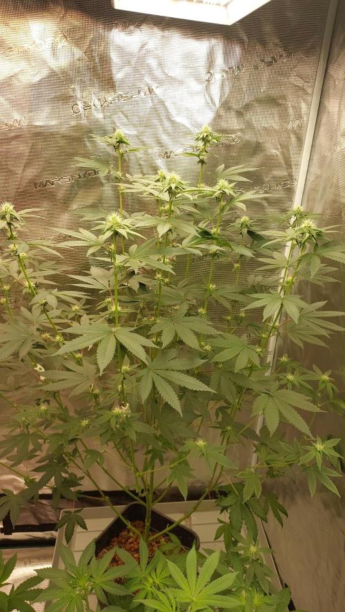 Girlscout cookies. Week 11