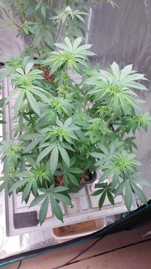 Sapphire desire. Week 7
