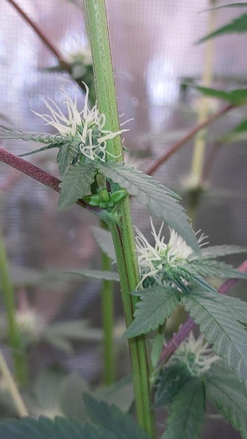 Girlscout cookies. Week 11
