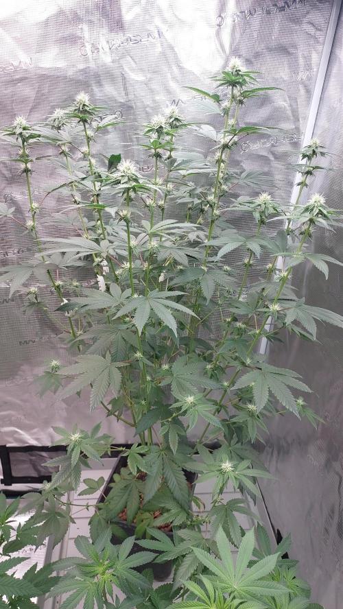 Girlscout cookies. Week 11