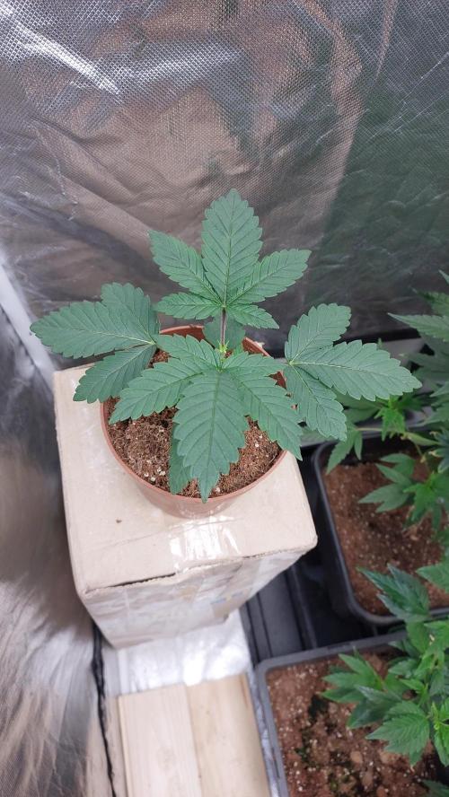 Red alien. Week 2