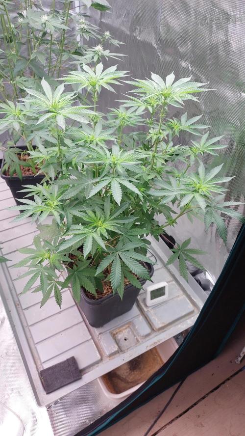 Sapphire desire. Week 7
