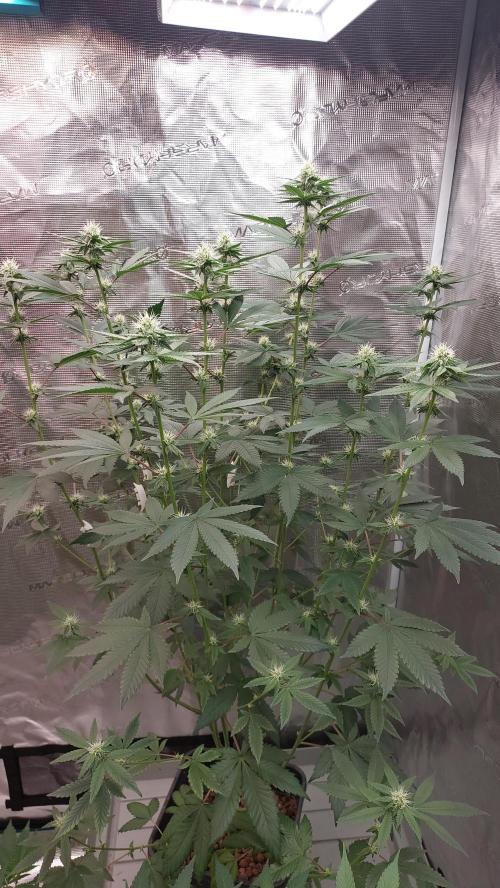 Girlscout cookies. Week 11