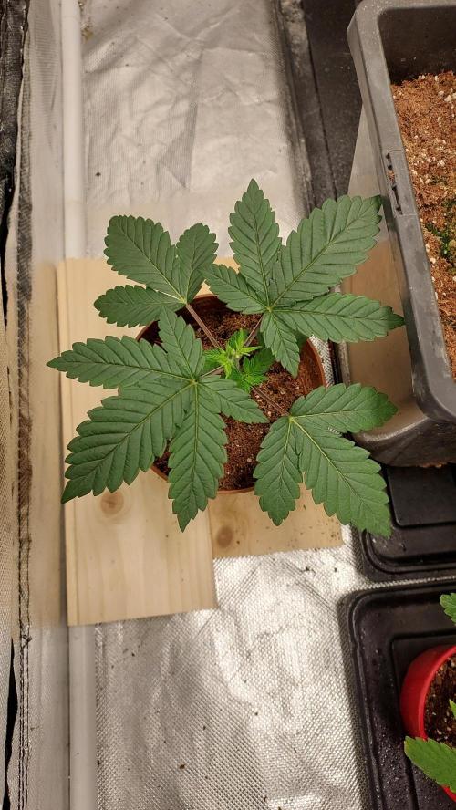 Red alien. Week 2
