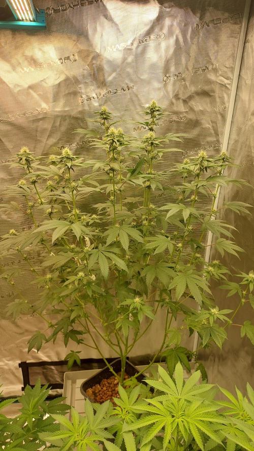 Girl Scout Cookies . Week 11
