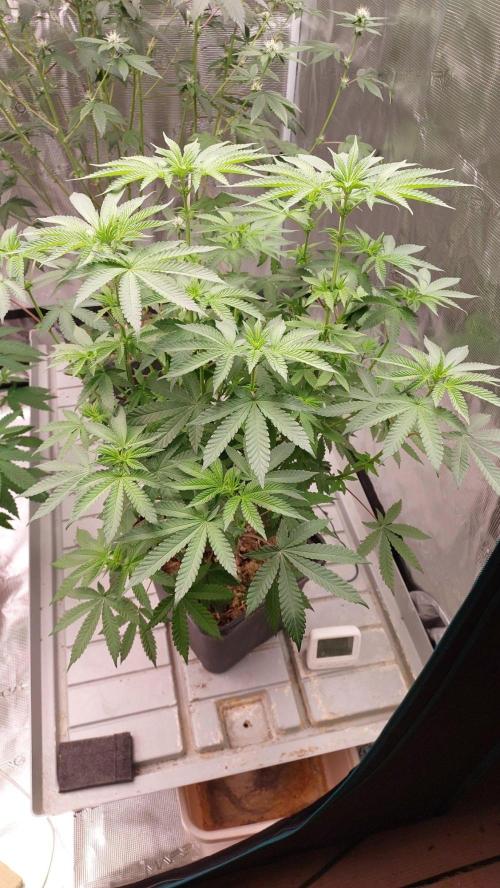 Sapphire desire. Week 7