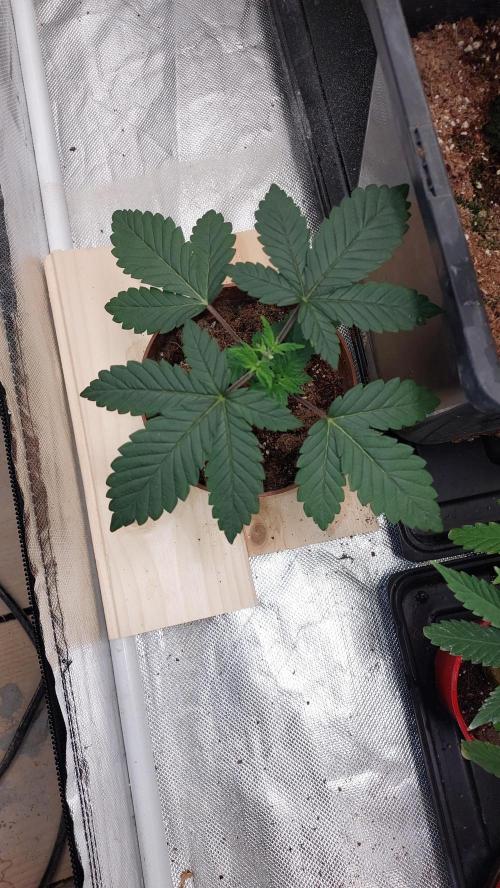 Red alien. Week 2