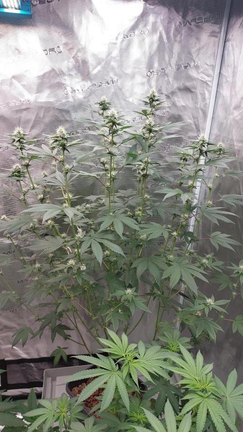 Girlscout cookies. Week 11