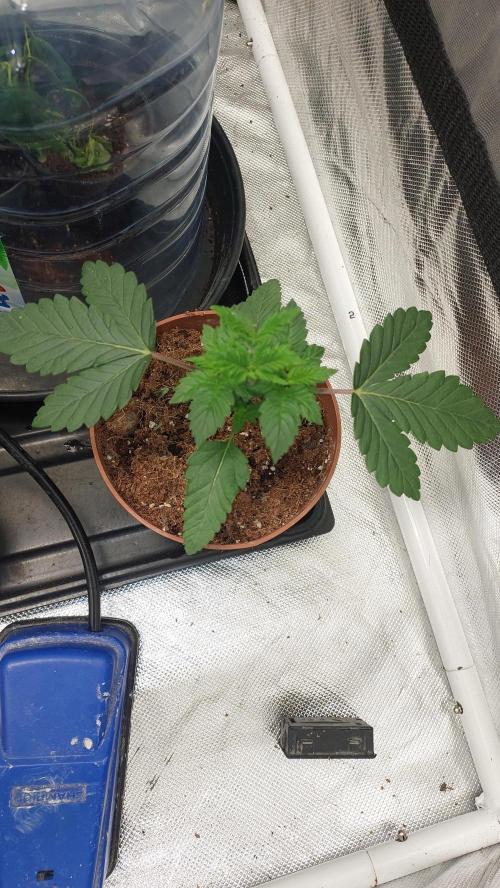 Red alien. Week 2