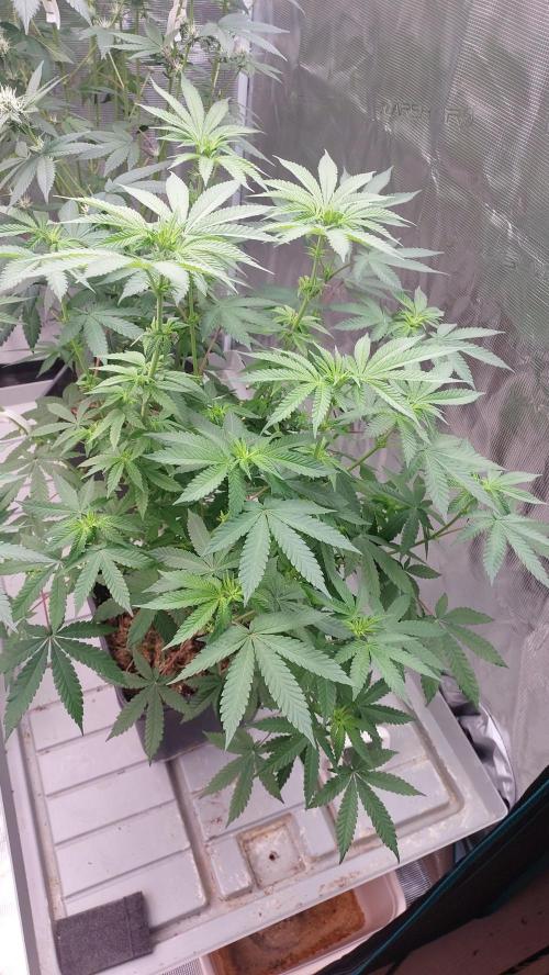 Sapphire Desire. Week 8