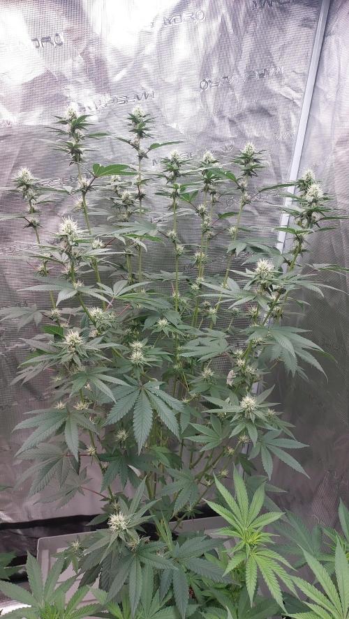 Girl Scout Cookies . Week 12