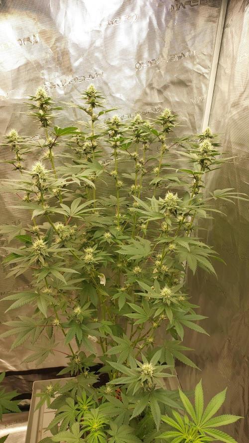 Girl Scout Cookies . Week 12